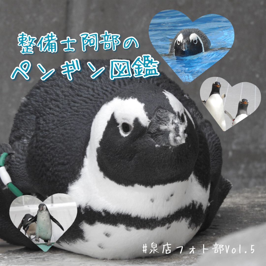 泉店フォト部】ペンギンがいっぱい🐧🐧🐧 - 宮城ダイハツ販売株式会社
